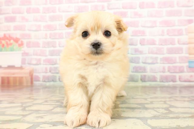 東京都のポメプー(ポメラニアン×プードル) (Coo&RIKU浅草店/2025年9月1日生まれ/女の子/アプリコット)の子犬の1枚目の画像