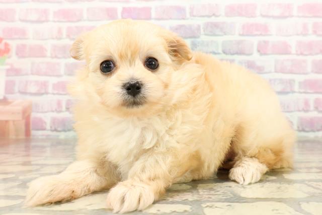 東京都のポメプー(ポメラニアン×プードル) (Coo&RIKU浅草店/2025年9月1日生まれ/女の子/アプリコット)の子犬の2枚目の画像