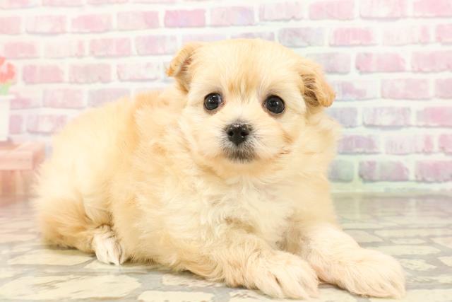 東京都のポメプー(ポメラニアン×プードル) (Coo&RIKU浅草店/2025年9月1日生まれ/女の子/アプリコット)の子犬の3枚目の画像