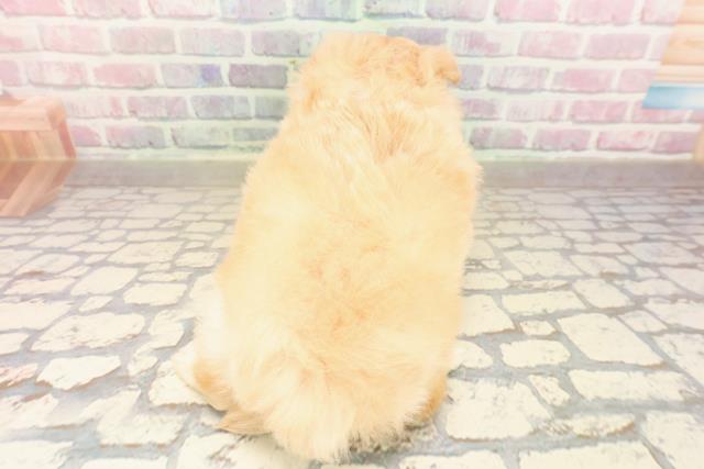 東京都のポメプー(ポメラニアン×プードル) (Coo&RIKU浅草店/2025年9月1日生まれ/女の子/アプリコット)の子犬の4枚目の画像