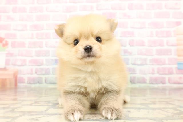 埼玉県のポメラニアン (Coo&RIKU桶川店/2025年9月1日生まれ/男の子/オレンジホワイト)の子犬