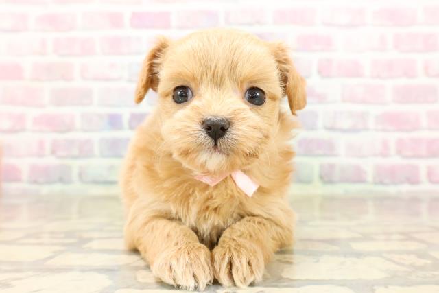 静岡県のチワプー/プーチー(チワワ×プードル) (Coo&RIKU浜松店/2025年8月31日生まれ/女の子/アプリコット)の子犬の1枚目の画像