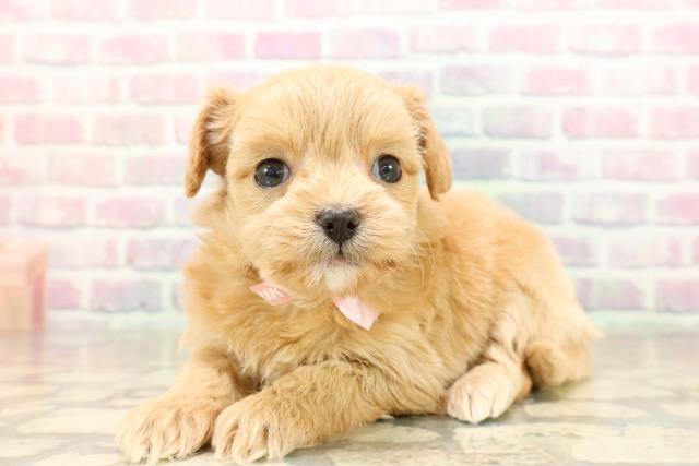 静岡県のチワプー/プーチー(チワワ×プードル) (Coo&RIKU浜松店/2025年8月31日生まれ/女の子/アプリコット)の子犬の2枚目の画像