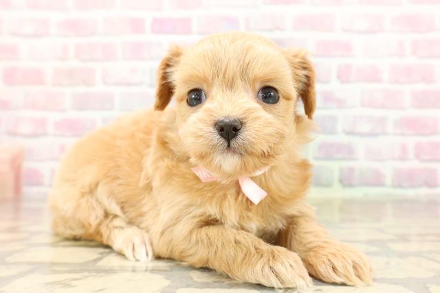 静岡県のチワプー/プーチー(チワワ×プードル) (Coo&RIKU浜松店/2025年8月31日生まれ/女の子/アプリコット)の子犬の3枚目の画像