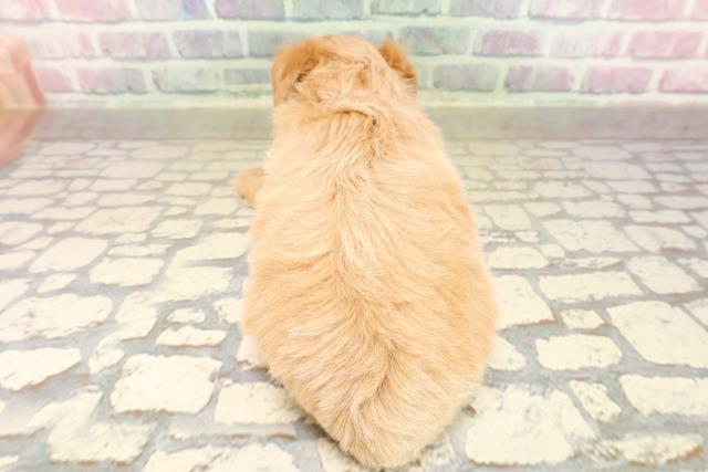 静岡県のチワプー/プーチー(チワワ×プードル) (Coo&RIKU浜松店/2025年8月31日生まれ/女の子/アプリコット)の子犬の4枚目の画像