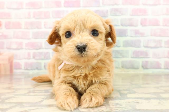 東京都のチワプー/プーチー(チワワ×プードル) (Coo&RIKU江戸川店/2025年8月31日生まれ/女の子/アプリコット)の子犬の1枚目の画像