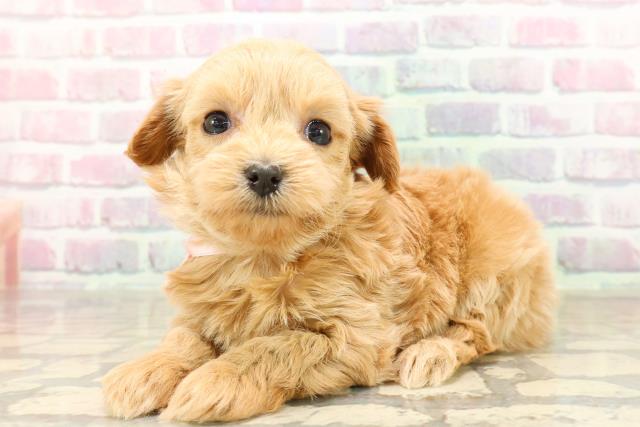 東京都のチワプー/プーチー(チワワ×プードル) (Coo&RIKU江戸川店/2025年8月31日生まれ/女の子/アプリコット)の子犬の2枚目の画像