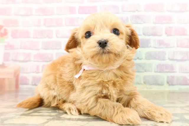 東京都のチワプー/プーチー(チワワ×プードル) (Coo&RIKU江戸川店/2025年8月31日生まれ/女の子/アプリコット)の子犬の3枚目の画像