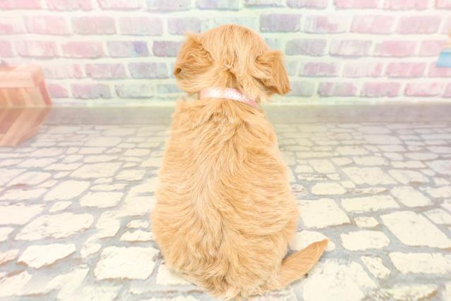 東京都のチワプー/プーチー(チワワ×プードル) (Coo&RIKU江戸川店/2025年8月31日生まれ/女の子/アプリコット)の子犬の4枚目の画像