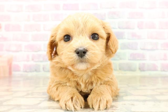 静岡県のチワプー/プーチー(チワワ×プードル) (Coo&RIKU富士店/2025年8月31日生まれ/女の子/アプリコット)の子犬の1枚目の画像