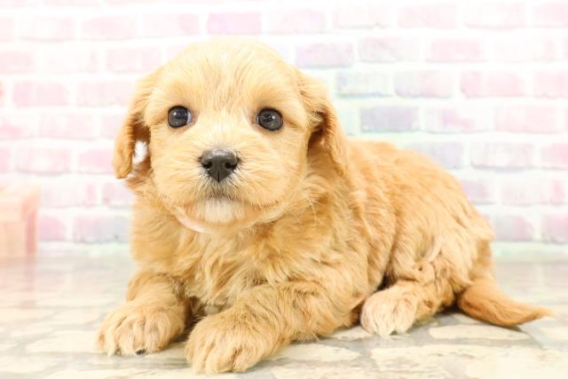 静岡県のチワプー/プーチー(チワワ×プードル) (Coo&RIKU富士店/2025年8月31日生まれ/女の子/アプリコット)の子犬の2枚目の画像