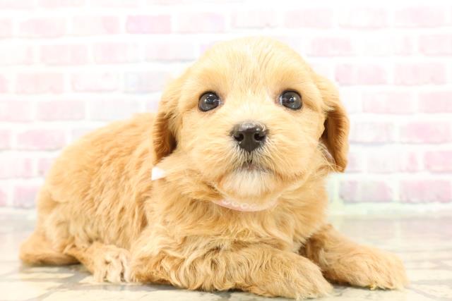 静岡県のチワプー/プーチー(チワワ×プードル) (Coo&RIKU富士店/2025年8月31日生まれ/女の子/アプリコット)の子犬の3枚目の画像