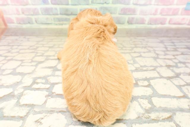 静岡県のチワプー/プーチー(チワワ×プードル) (Coo&RIKU富士店/2025年8月31日生まれ/女の子/アプリコット)の子犬の4枚目の画像