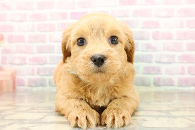 千葉県のチワプー/プーチー(チワワ×プードル) (Coo&RIKUアクロスモール新鎌ケ谷店/2025年8月31日生まれ/男の子/アプリコット)の子犬の1枚目の画像