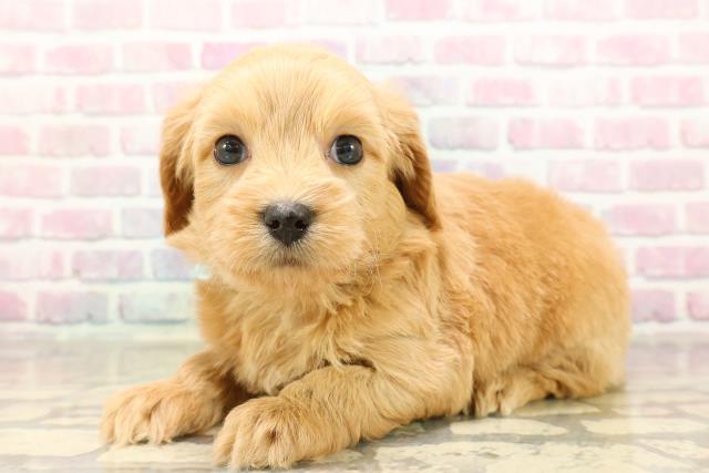 千葉県のチワプー/プーチー(チワワ×プードル) (Coo&RIKUアクロスモール新鎌ケ谷店/2025年8月31日生まれ/男の子/アプリコット)の子犬の2枚目の画像