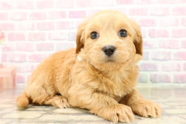 千葉県のチワプー/プーチー(チワワ×プードル) (Coo&RIKUアクロスモール新鎌ケ谷店/2025年8月31日生まれ/男の子/アプリコット)の子犬の3枚目の画像