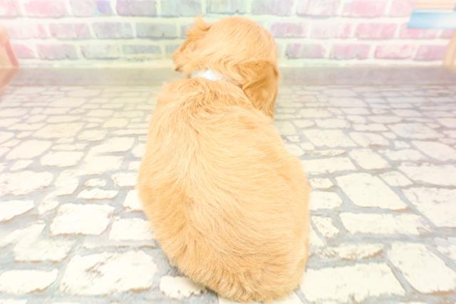 千葉県のチワプー/プーチー(チワワ×プードル) (Coo&RIKUアクロスモール新鎌ケ谷店/2025年8月31日生まれ/男の子/アプリコット)の子犬の4枚目の画像