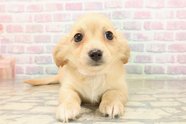 埼玉県のチワックス(チワワ×ダックス) (Coo&RIKU川口戸塚店/2025年9月3日生まれ/女の子/クリーム)の子犬