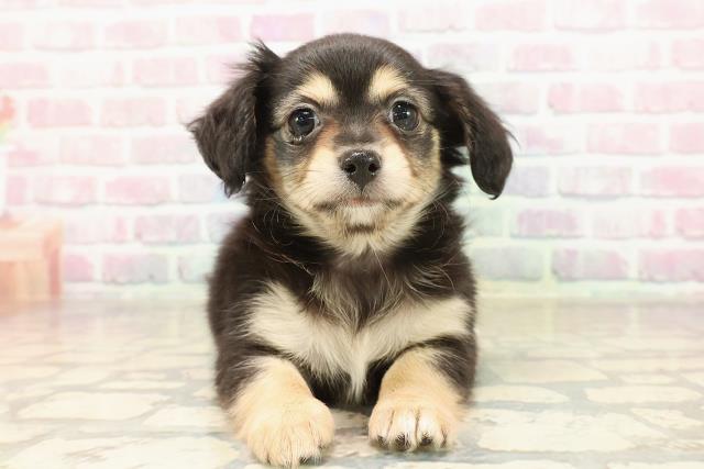 東京都のチワックス(チワワ×ダックス) (Coo&RIKU赤坂店/2025年9月3日生まれ/女の子/ブラックイエロー)の子犬の1枚目の画像