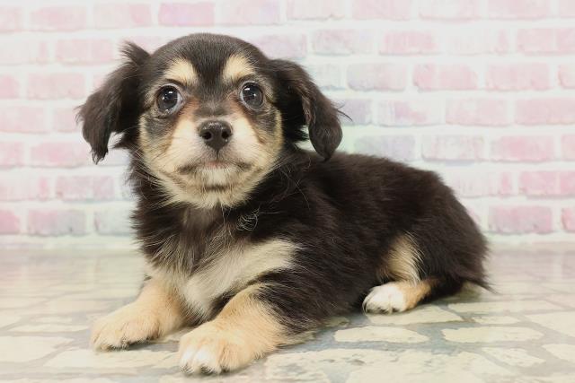 東京都のチワックス(チワワ×ダックス) (Coo&RIKU赤坂店/2025年9月3日生まれ/女の子/ブラックイエロー)の子犬の2枚目の画像