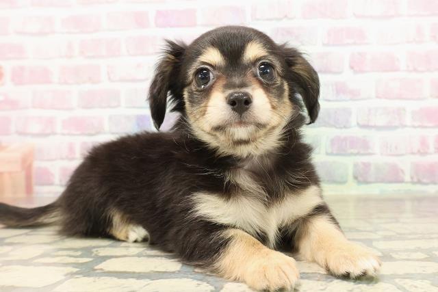 東京都のチワックス(チワワ×ダックス) (Coo&RIKU赤坂店/2025年9月3日生まれ/女の子/ブラックイエロー)の子犬の3枚目の画像