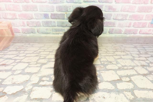 東京都のチワックス(チワワ×ダックス) (Coo&RIKU赤坂店/2025年9月3日生まれ/女の子/ブラックイエロー)の子犬の4枚目の画像