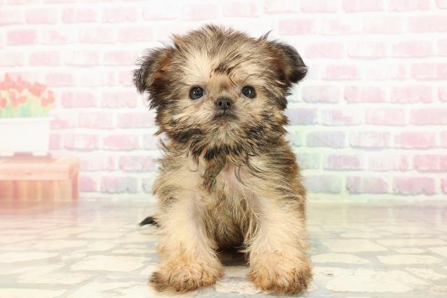 静岡県のブリュッセルグリフォン (Coo&RIKU静岡SBS通り店/2025年8月24日生まれ/女の子/レッド)の子犬の1枚目の画像