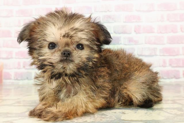 静岡県のブリュッセルグリフォン (Coo&RIKU静岡SBS通り店/2025年8月24日生まれ/女の子/レッド)の子犬の2枚目の画像