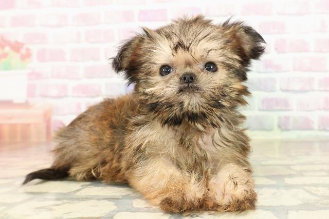 静岡県のブリュッセルグリフォン (Coo&RIKU静岡SBS通り店/2025年8月24日生まれ/女の子/レッド)の子犬の3枚目の画像