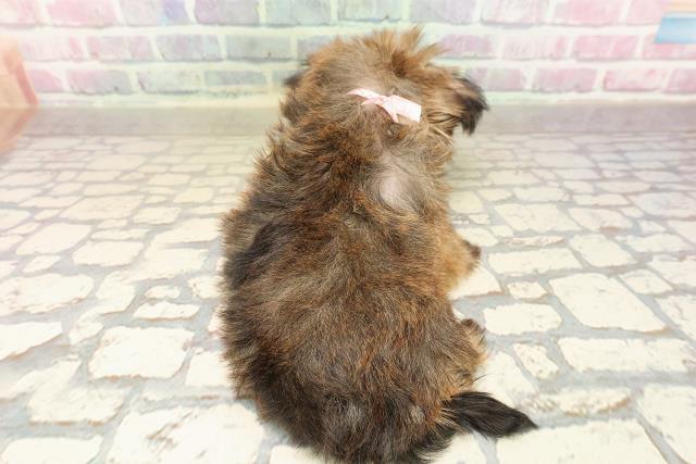 静岡県のブリュッセルグリフォン (Coo&RIKU静岡SBS通り店/2025年8月24日生まれ/女の子/レッド)の子犬の4枚目の画像