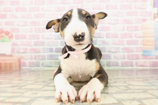 東京都のミニチュアブルテリア (Coo&RIKU足立本店/2025年8月26日生まれ/女の子/トライカラー)の子犬の1枚目の画像