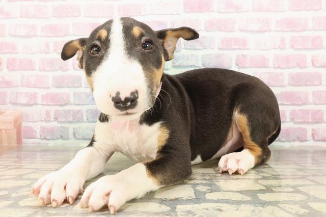 東京都のミニチュアブルテリア (Coo&RIKU足立本店/2025年8月26日生まれ/女の子/トライカラー)の子犬の2枚目の画像