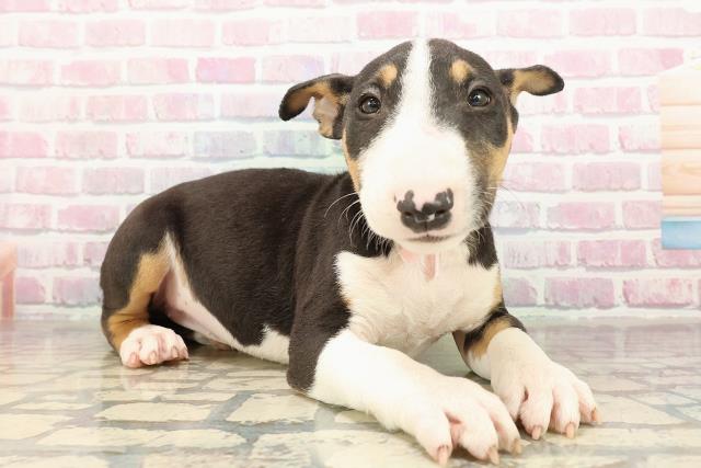 東京都のミニチュアブルテリア (Coo&RIKU足立本店/2025年8月26日生まれ/女の子/トライカラー)の子犬の3枚目の画像