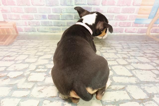 東京都のミニチュアブルテリア (Coo&RIKU足立本店/2025年8月26日生まれ/女の子/トライカラー)の子犬の4枚目の画像