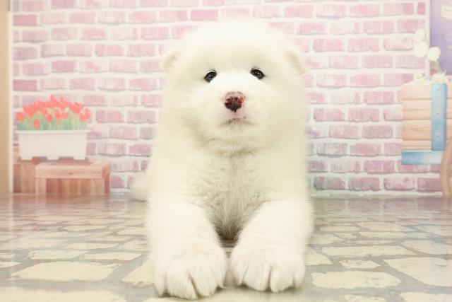 静岡県のサモエド (Coo&RIKU静岡SBS通り店/2025年9月3日生まれ/女の子/ホワイト)の子犬の1枚目の画像