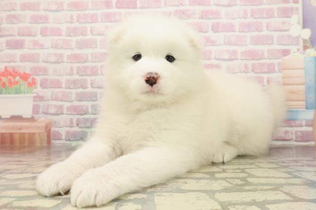 静岡県のサモエド (Coo&RIKU静岡SBS通り店/2025年9月3日生まれ/女の子/ホワイト)の子犬の2枚目の画像