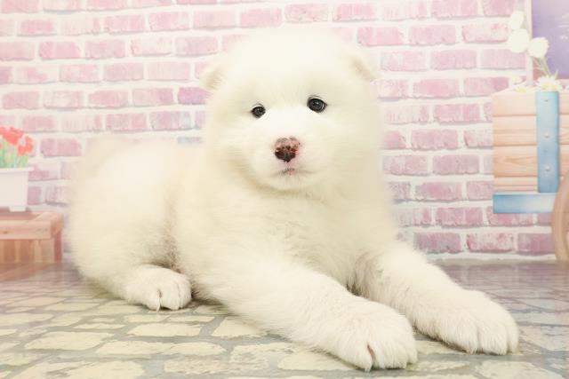 静岡県のサモエド (Coo&RIKU静岡SBS通り店/2025年9月3日生まれ/女の子/ホワイト)の子犬の3枚目の画像