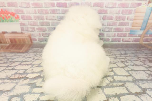 静岡県のサモエド (Coo&RIKU静岡SBS通り店/2025年9月3日生まれ/女の子/ホワイト)の子犬の4枚目の画像