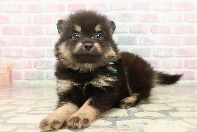 東京都のポメラニアン (Coo&RIKU足立本店/2025年9月1日生まれ/男の子/ブラックタン)の子犬の2枚目の画像