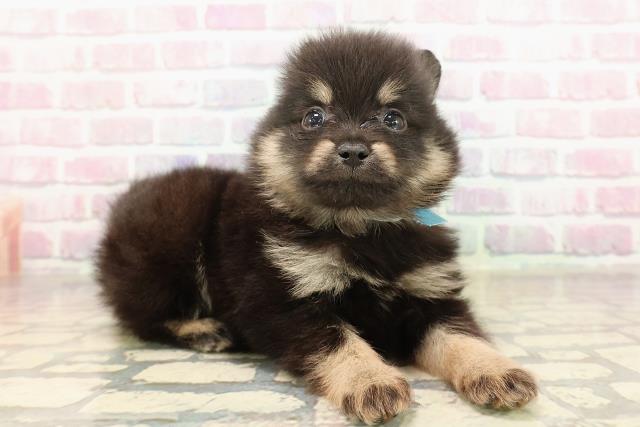 東京都のポメラニアン (Coo&RIKU足立本店/2025年9月1日生まれ/男の子/ブラックタン)の子犬の3枚目の画像