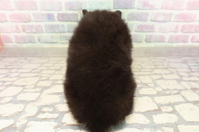 東京都のポメラニアン (Coo&RIKU足立本店/2025年9月1日生まれ/男の子/ブラックタン)の子犬の4枚目の画像