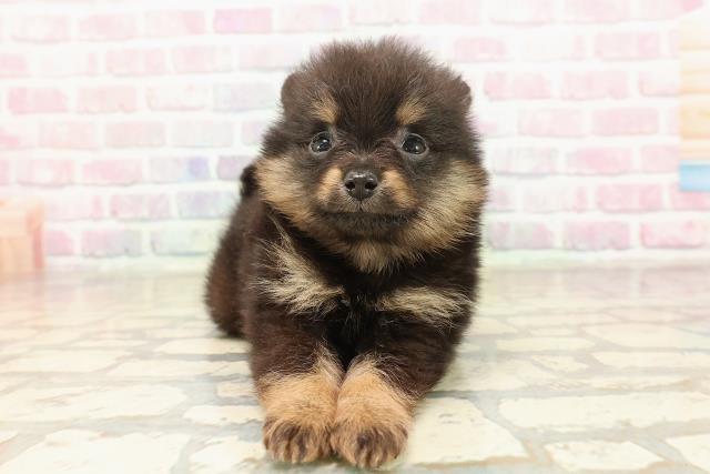 東京都のポメラニアン (Coo&RIKU練馬店/2025年9月1日生まれ/男の子/ブラックタン)の子犬の1枚目の画像