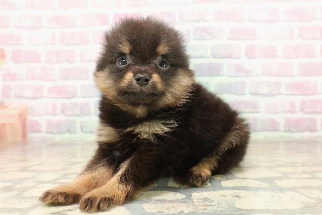 東京都のポメラニアン (Coo&RIKU練馬店/2025年9月1日生まれ/男の子/ブラックタン)の子犬の2枚目の画像