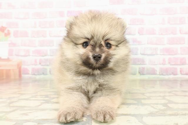 栃木県のポメラニアン (Coo&RIKUFKDインターパーク店/2025年9月1日生まれ/男の子/オレンジ)の子犬