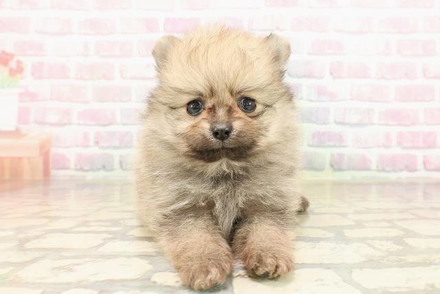 茨城県のポメラニアン (Coo&RIKU筑西店/2025年9月1日生まれ/男の子/オレンジ)の子犬の1枚目の画像