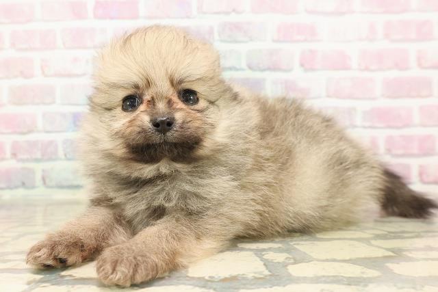 茨城県のポメラニアン (Coo&RIKU筑西店/2025年9月1日生まれ/男の子/オレンジ)の子犬の2枚目の画像