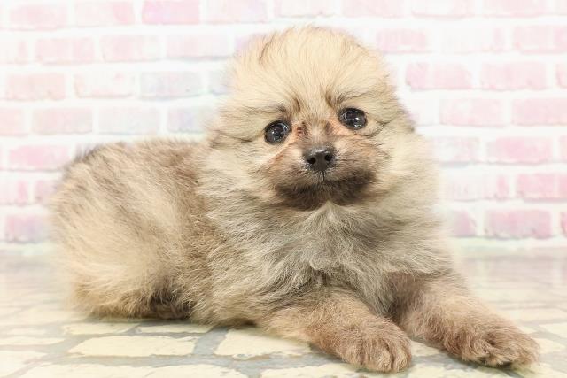 茨城県のポメラニアン (Coo&RIKU筑西店/2025年9月1日生まれ/男の子/オレンジ)の子犬の3枚目の画像