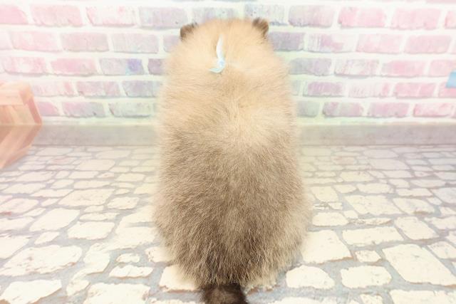 茨城県のポメラニアン (Coo&RIKU筑西店/2025年9月1日生まれ/男の子/オレンジ)の子犬の4枚目の画像