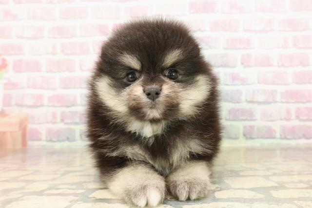 東京都のポメラニアン (Coo&RIKU八王子西店/2025年9月3日生まれ/男の子/ブラックタン)の子犬の1枚目の画像