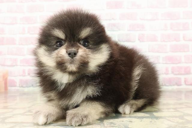 東京都のポメラニアン (Coo&RIKU八王子西店/2025年9月3日生まれ/男の子/ブラックタン)の子犬の2枚目の画像
